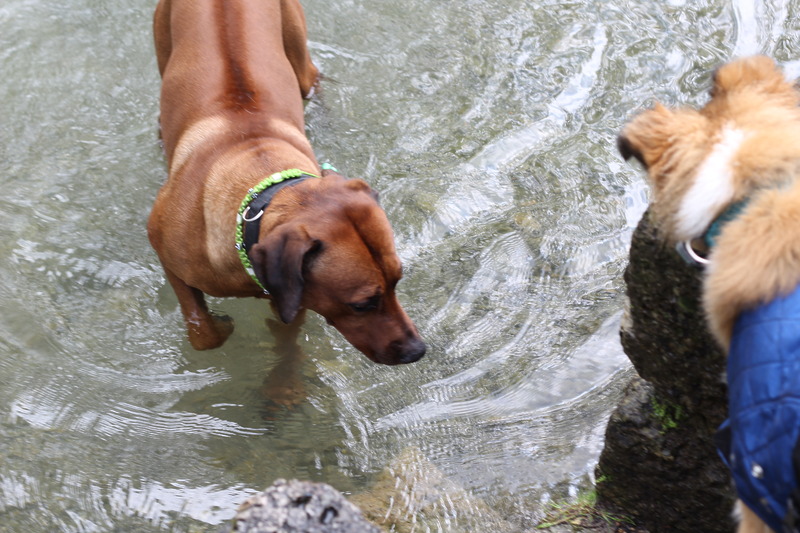 Samir in der Salzach