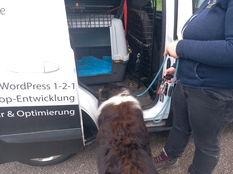 Einsteigen Collie-Mobil